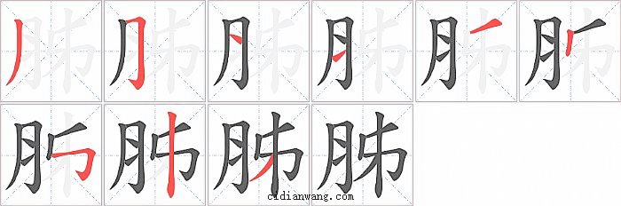 胏字笔顺分步演示图